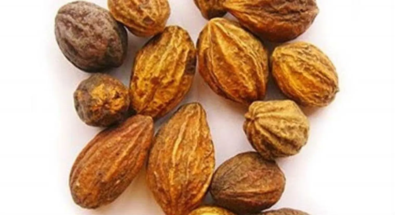 மலச் சிக்கல், குடற்புண், அஜீரணம்: சித்தர்கள் போற்றிய கடுக்காய் பலன்களை அறிவீர்களா?