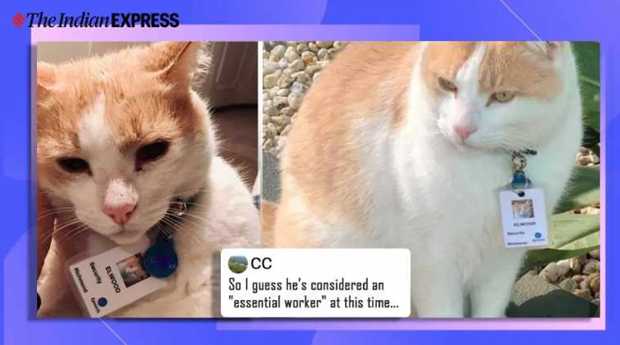 Australia, cat, security officer, hospital hires cat as security officer, australia hospital hires cat as security guard, epworth hospital, cute cat, viral cats, trending, indian express, indian express news