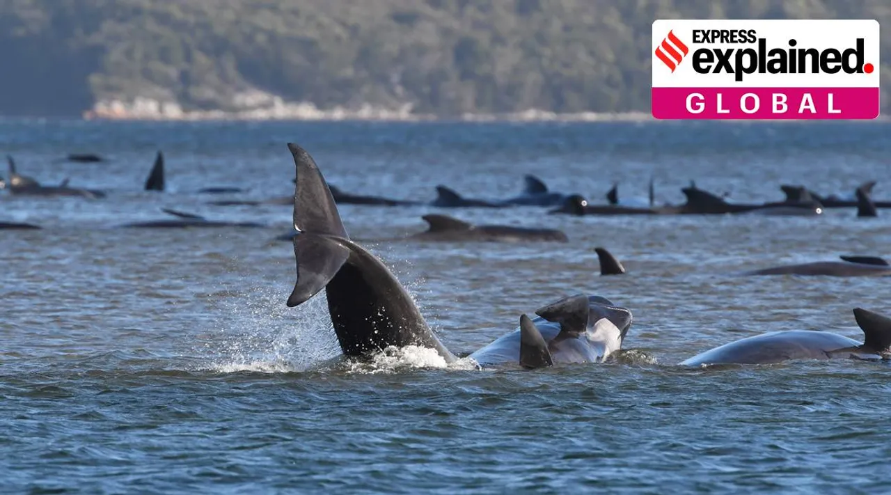 Why have hundreds of whales died in Australia