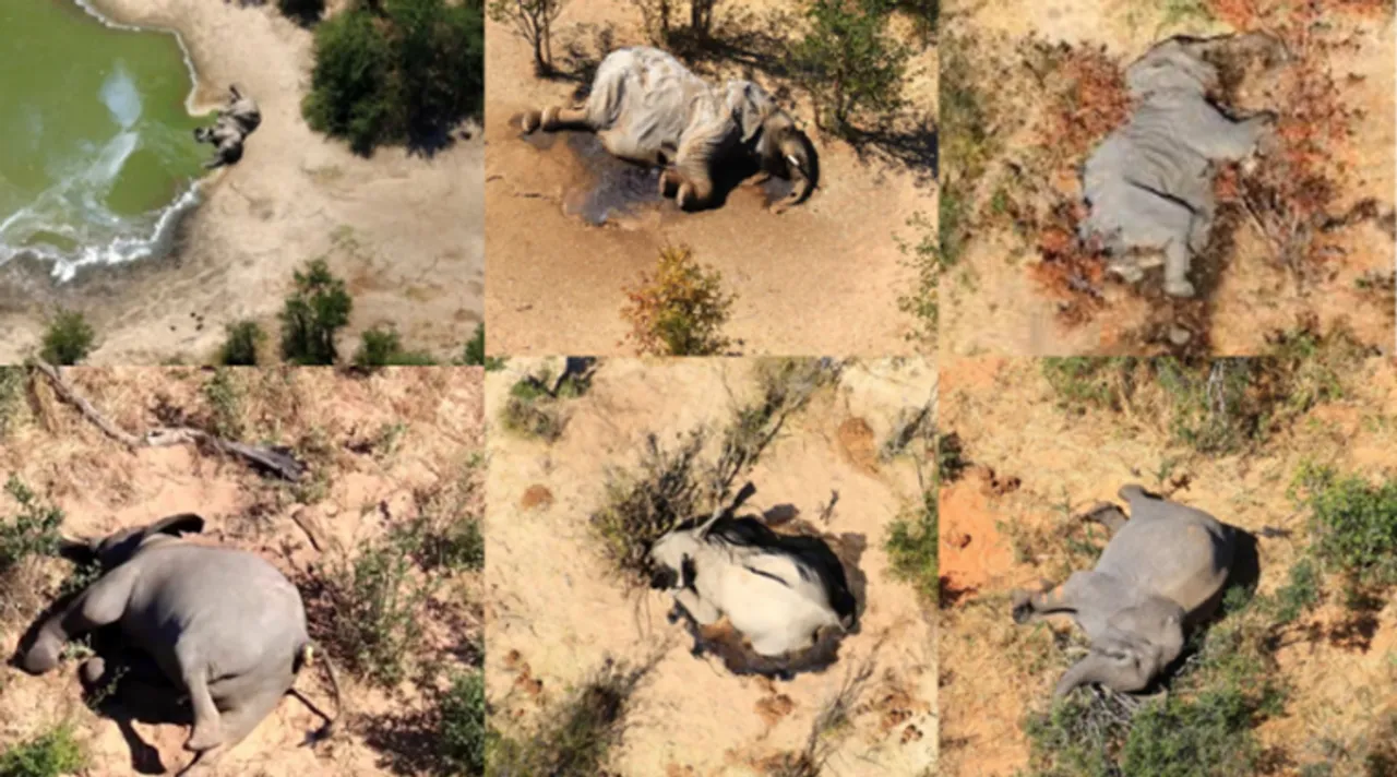 Botswana Mystery elephant deaths caused by cyanobacteria