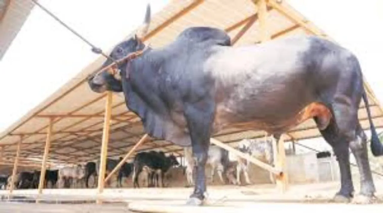 காரை ஆக்ரோஷமாக முட்டித்தூக்கும் காளை மாடு: வீடியோ வைரல்
