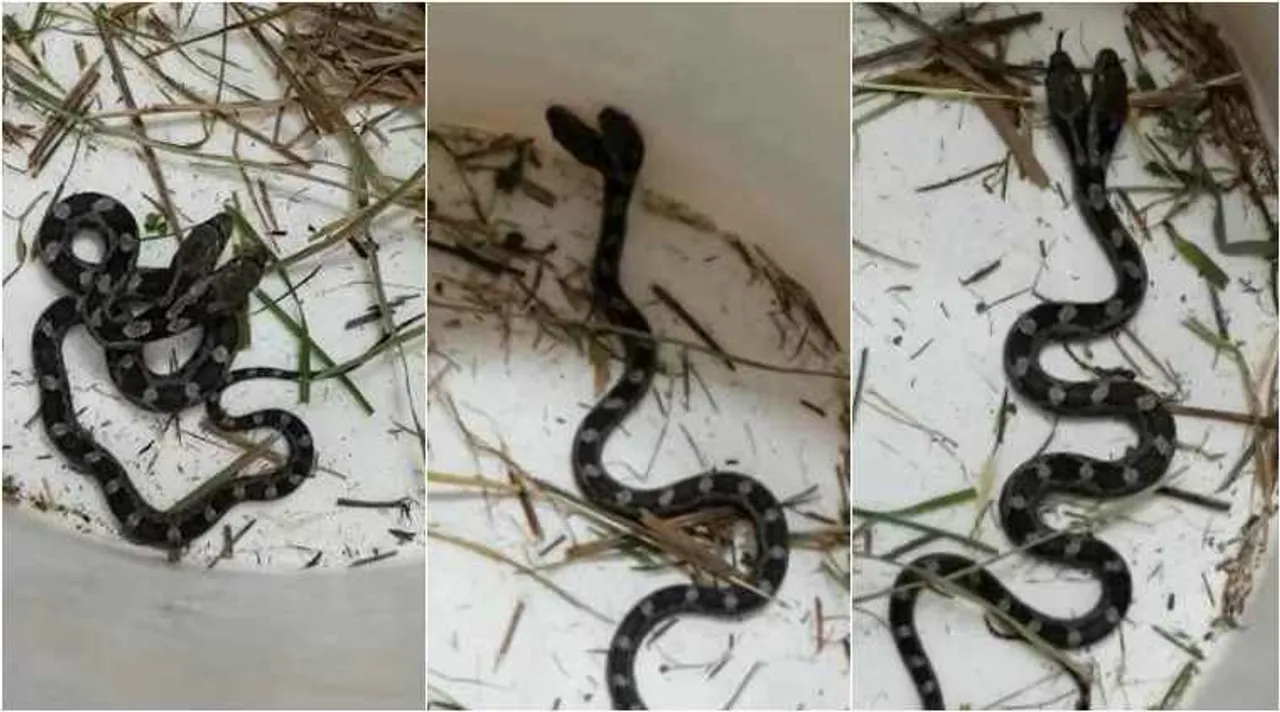 double head snake, snake viral video, double head snake viral video, double head snake video, viral video, இரட்டைத் தலை நாகம், இரட்டைத் தலை பாம்பு, வைரல் வீடியோ, tamil viral news, tamil viral video news, latest tamil viral news, latest trending video