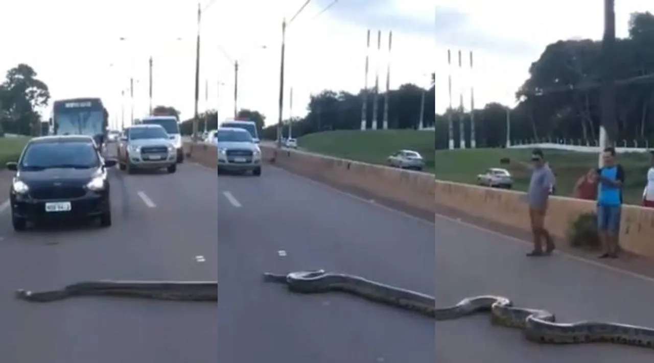 python, python crossed road, python crossed road traffic jam, மலைப்பாம்பு, சாலையக் கடந்த மலைப்பாம்பு, python cross road video, வைரல் வீடியோ, python viral video