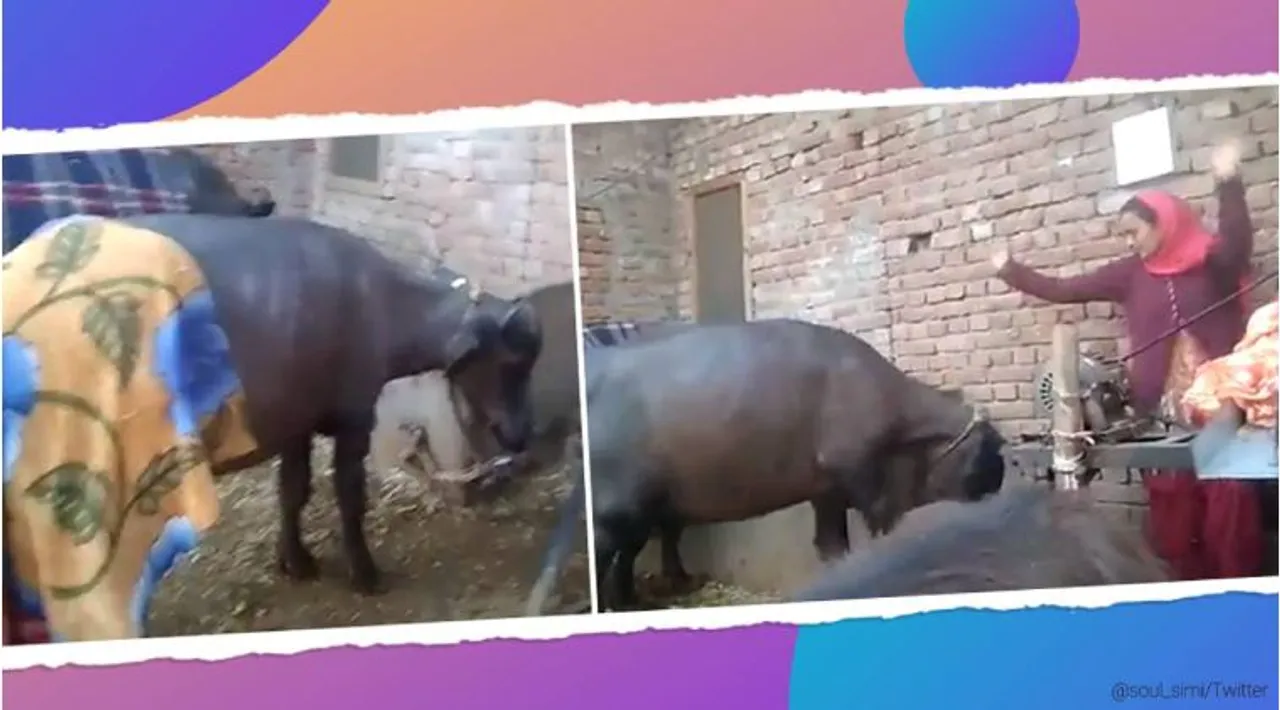 trending viral videos trending viral video of a buffalo dancing with its owner girl has internet viral ஓனர் பெண்ணுடன் ஜோடி போட்டு டான்ஸ் ஆடும் எருமை மாடு: வைரல் வீடியோ