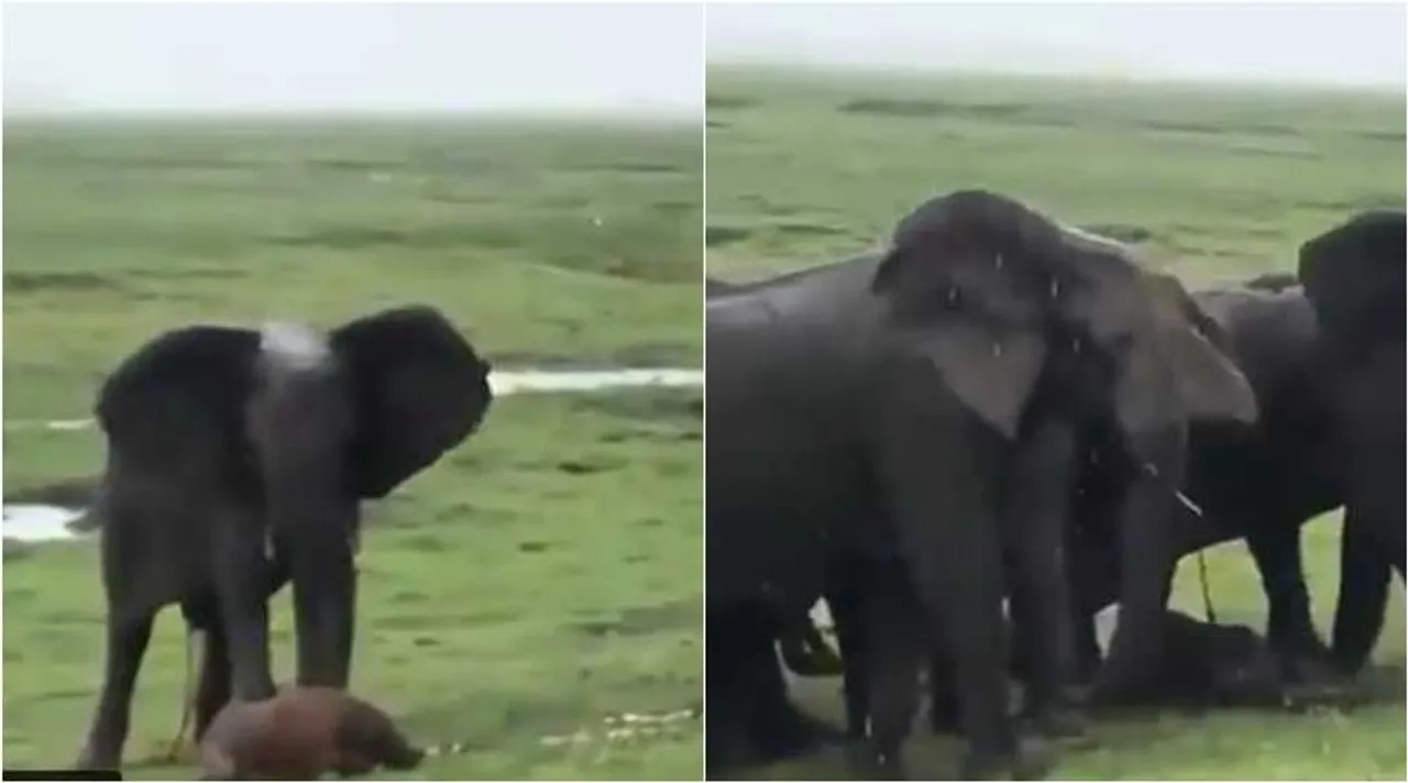 elephant calf birth, elephant delivery, elephant family celebrations, elephant birth, யானை பிரசவம், யானை கன்று பிறப்பு, யானை குட்டி பிறப்பு, வைரல் வீடியோ, viral video, tamil viral news, tamil viral video news