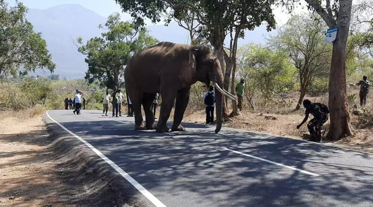 Elephants death in Tamil Nadu for last 6 years