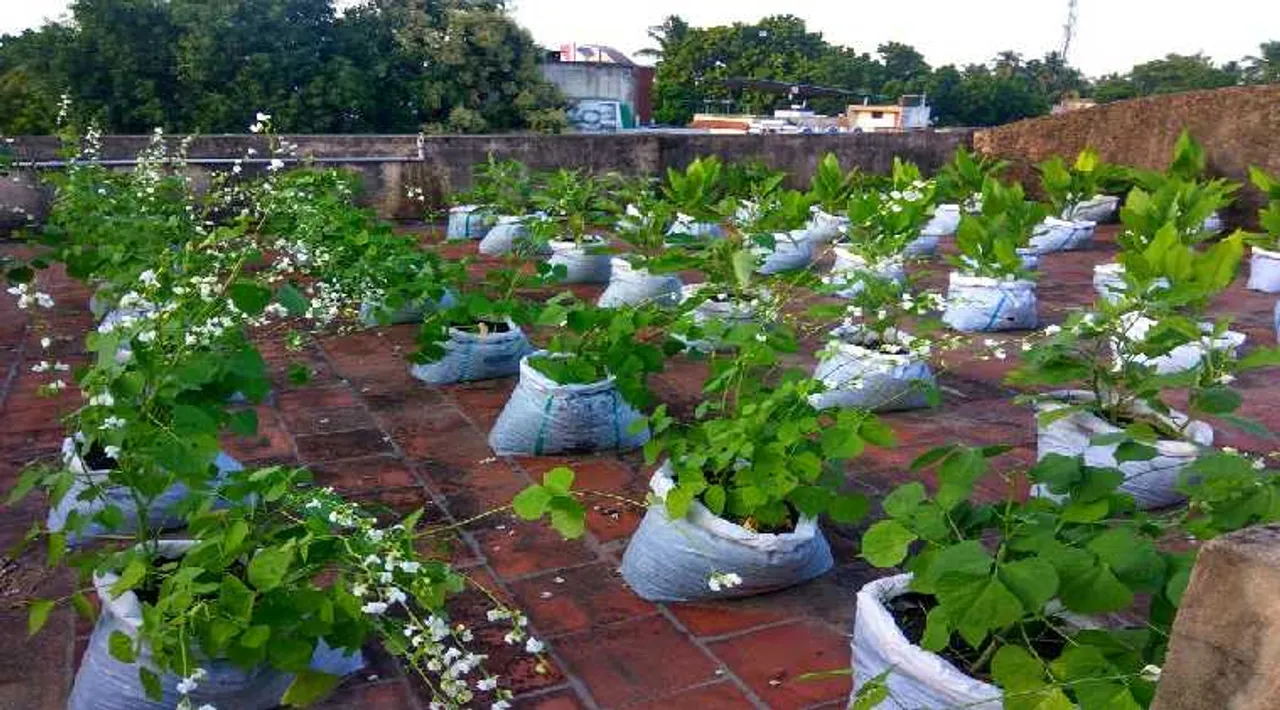 Lifestyle news in tamil terrace garden diy kit tamilnadu govt scheme