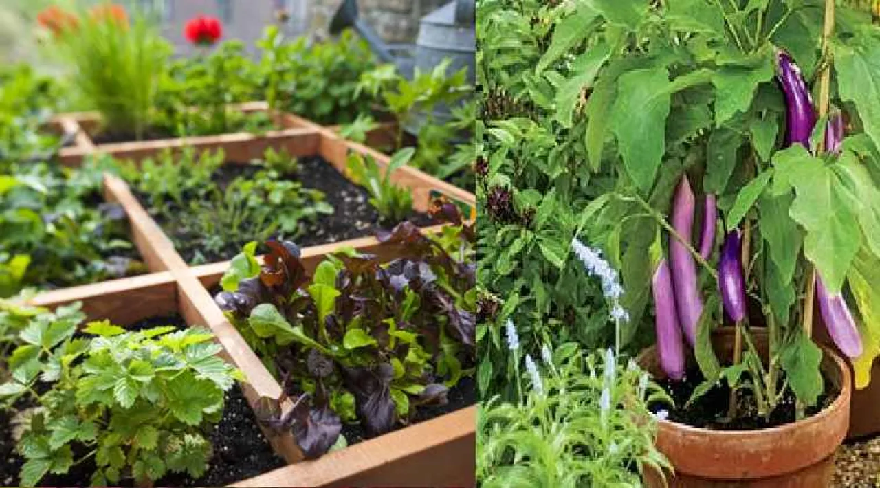 Gardening news in tamil how to make terrace gardening and vegetable garden