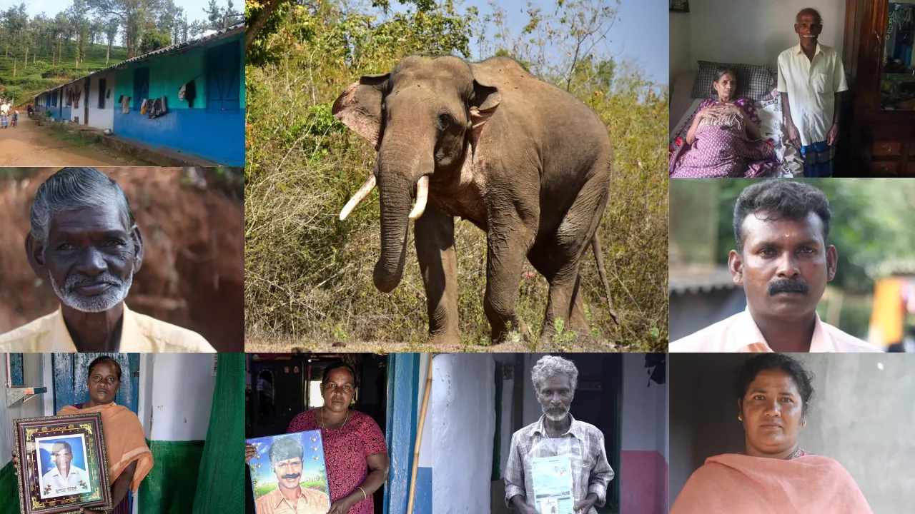 Human animal conflicts in Nilgiris
