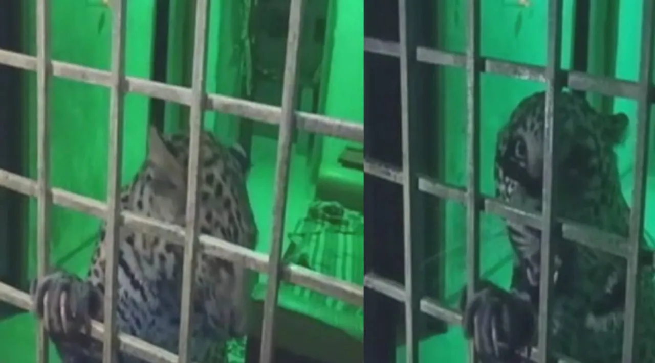 cheetah enters in house, leopard enters in house near gudiyatham, வீடு புகுந்த சிறுத்தை தாக்கி 3 பேர் காயம், நள்ளிரவில் வீட்டுக்குள் புகுந்த சிறுத்தை, வேலூர், குடியாத்தம், கலர்பாளையம், kalarpalaiyam, vellore district, cheetah attacks 3 person injuries gudiyatham, cheetah attacks 3 person injuries