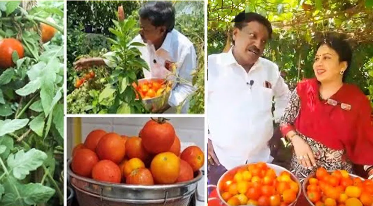 விஐபி வீட்டு மாடித்தோட்டம்: 15 கிலோ தக்காளி விளைந்தால் என்ன செய்வது?