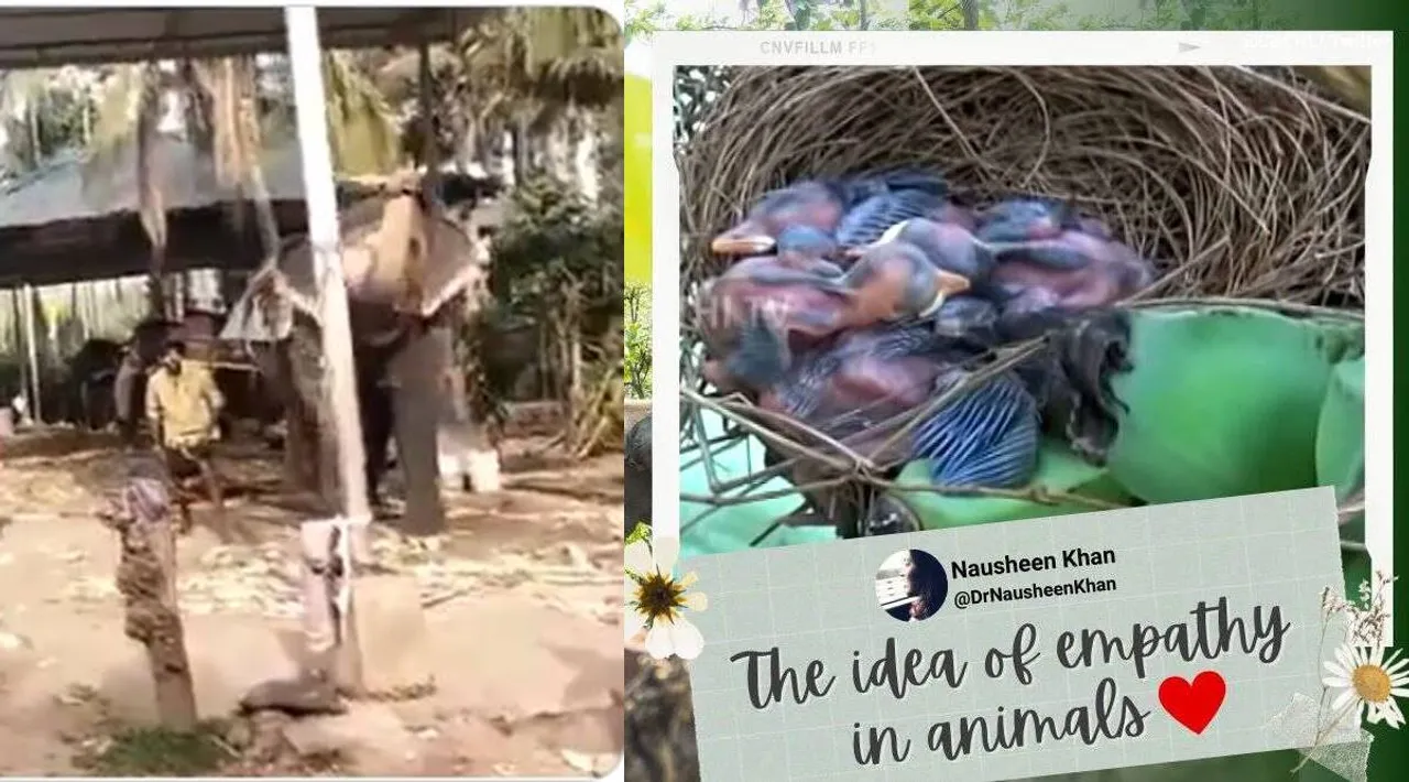 Elephants viral video of the week : Herd untouched a tree with a bird’s nest