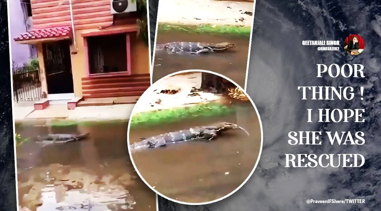 Cyclone yaas, yaas cyclone tornado, monitor lizard
