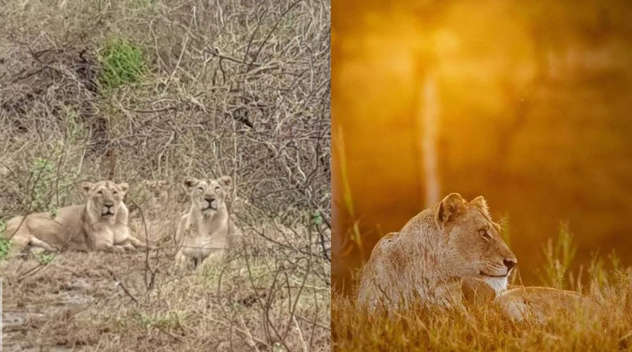 Gir lions, Cyclone Tauktae, south africa