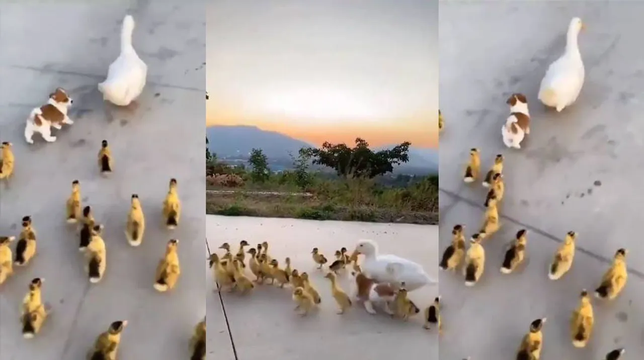 viral video, dog viral video, duck viral video, ducklings viral videos