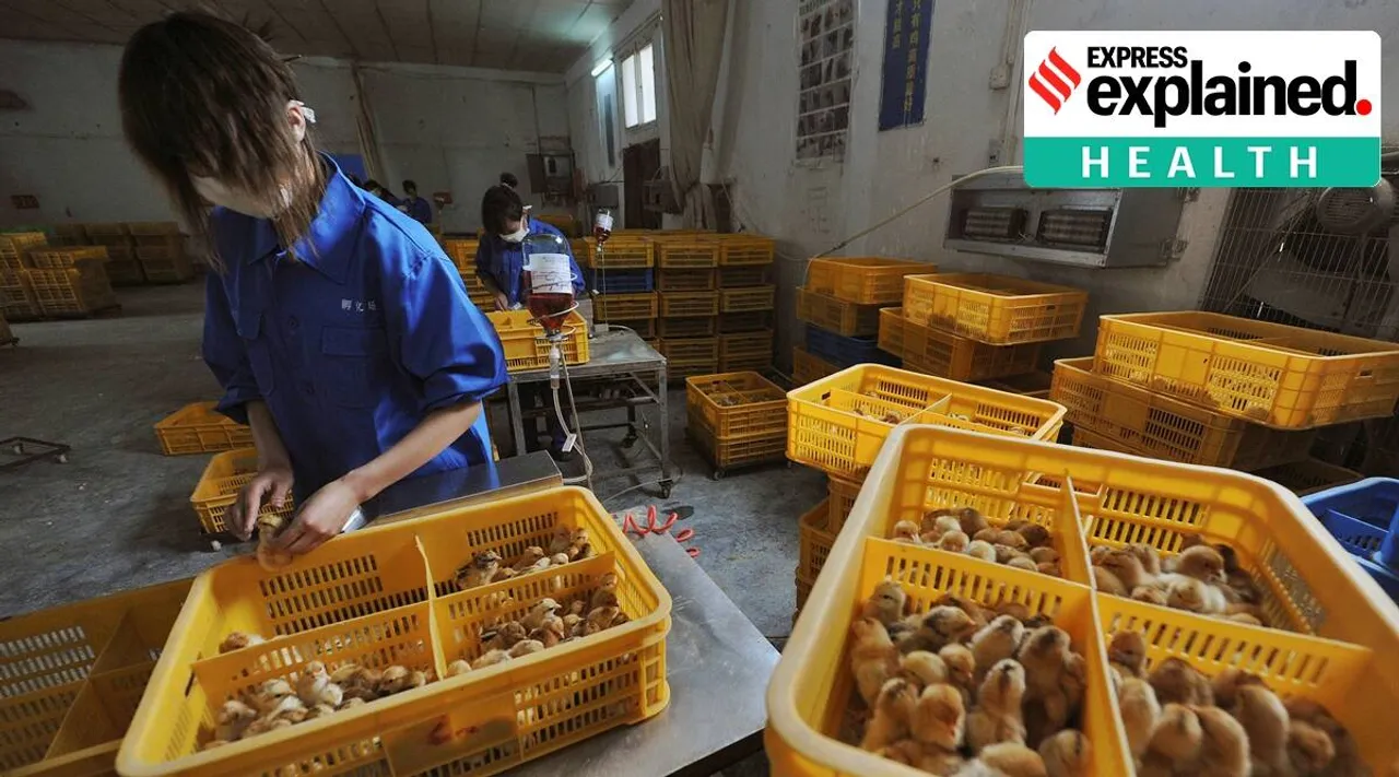 H10N3 bird flu detected in human