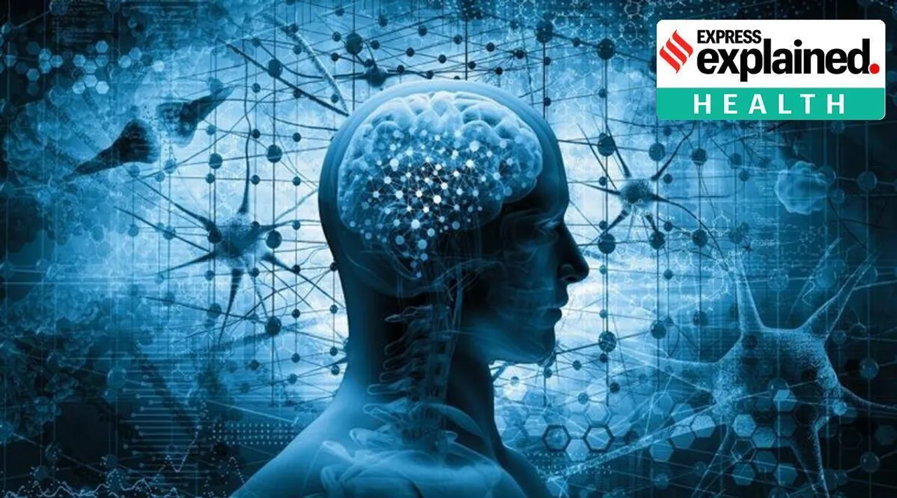 Brain