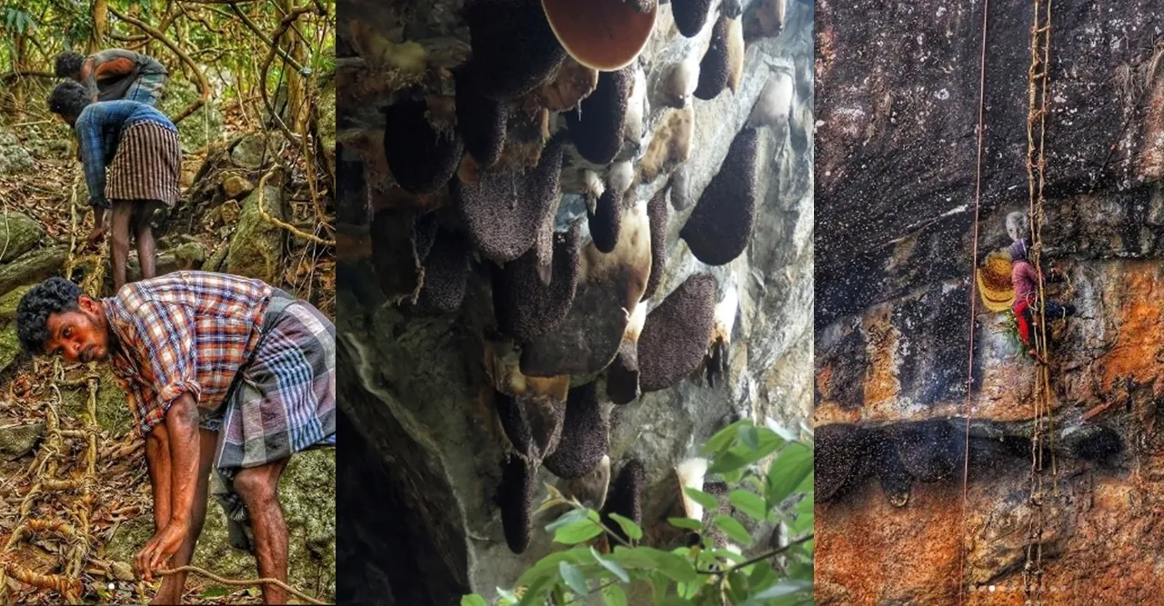 Annual Cliff hunting, Nilgiris, Annual honey hunting, Annual honey gathering, Nilgiri tribes
