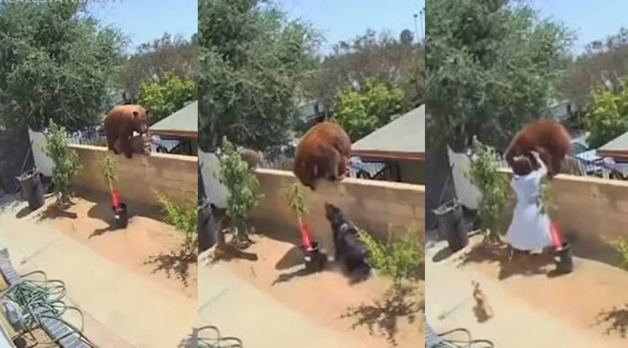Trending viral video of 17-yr-old girl fights off a bear
