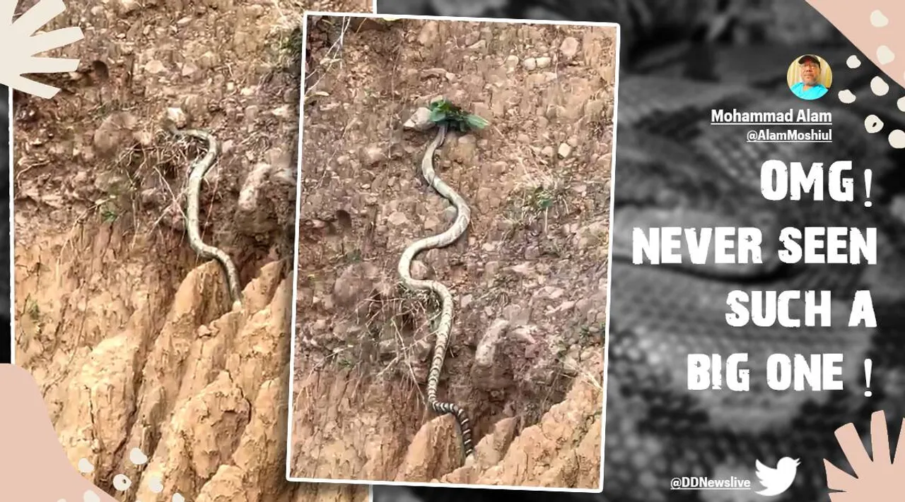 Video of huge King Cobra
