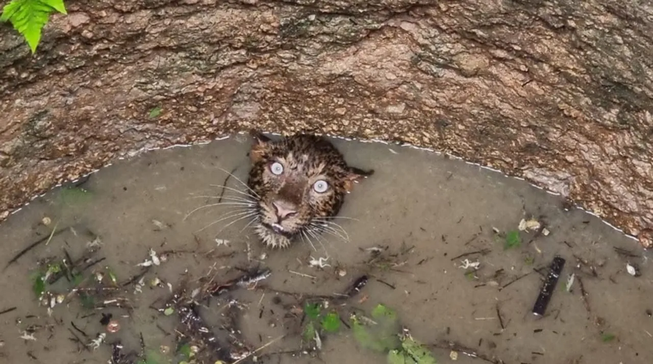 Trending viral photo of Leopard