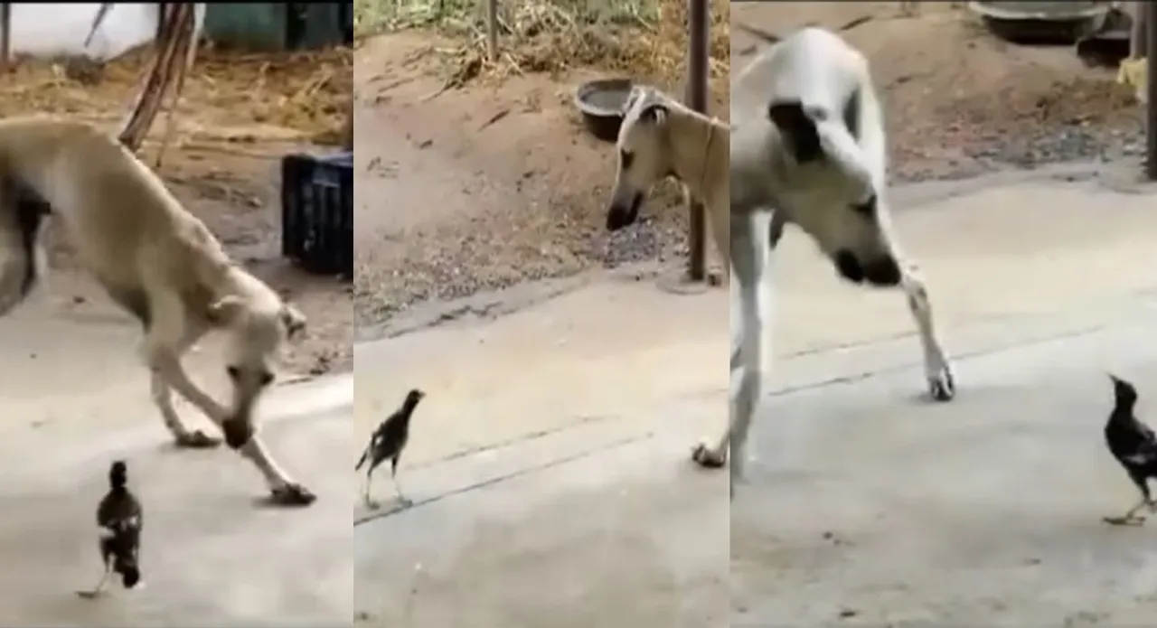 Viral video, trending viral video, kanni dog viral videos