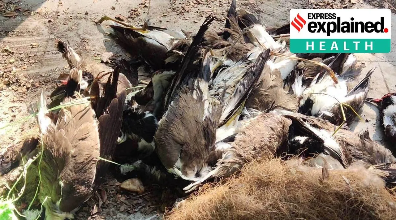H5N1 avian influenza - பறவைக் காய்ச்சல்; அறிகுறிகளும் ஆபத்தும்