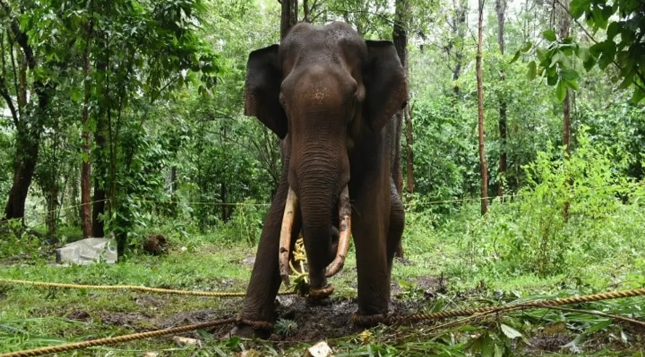 Nilgiris News silver monstera elephant died