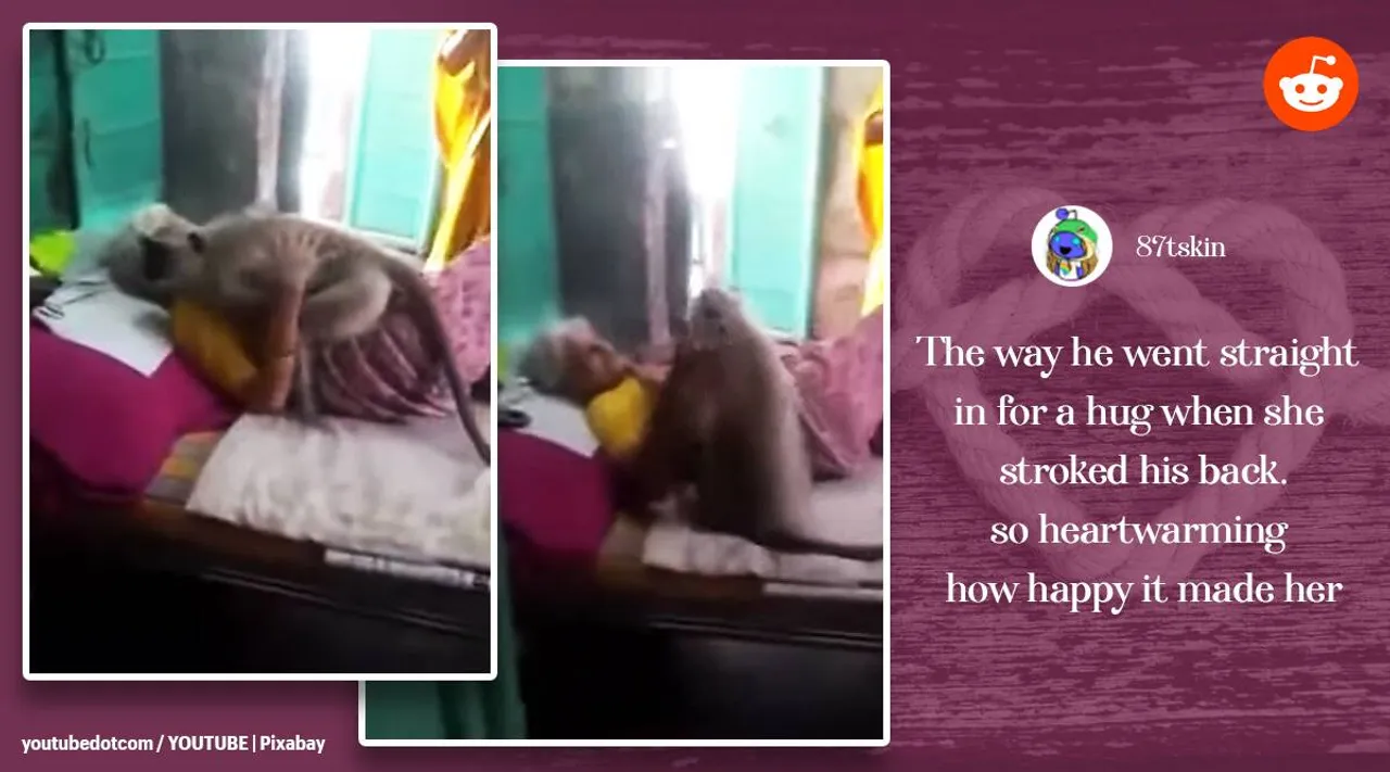 Trending viral video of langur hugs woman