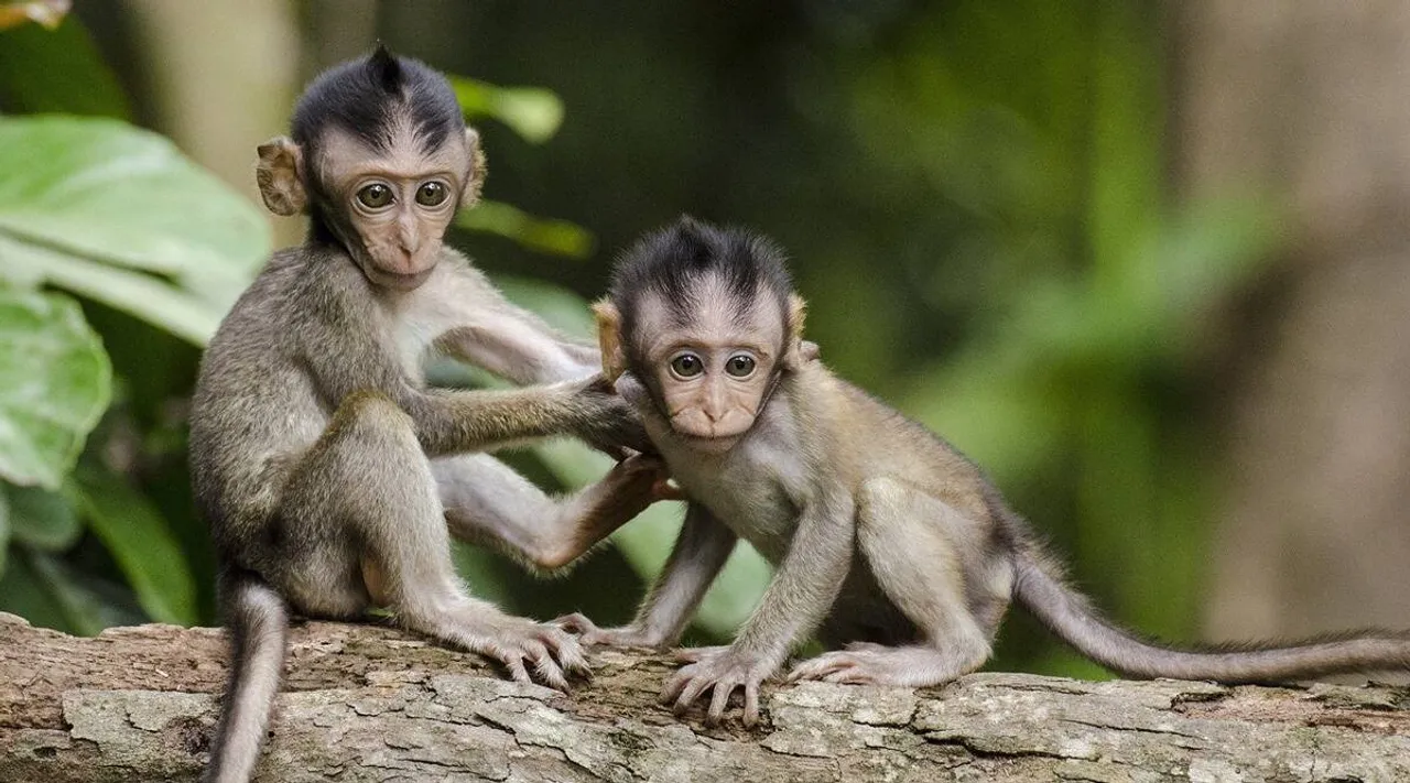 Monkey B virus, new virus counts death in china, Monkey B virus takes one death in china, குரங்கு பி வைரஸ், மங்கி பி வைரஸ், குரங்கு பி வைரஸ் அறிகுறிகள், குரங்கு பி வைரஸ் பாதிப்பால் முதல் உயிரிழப்பு, சீனாவில் குரங்கு பி வைரஸ், குரங்கு பி வைரஸ் தொற்றுக்கு சிகிச்சைகள், Monkey B virus infection Monkey B virus symptoms, Monkey B virus transmission, Monkey B virus prevention, Monkey B virus treatment
