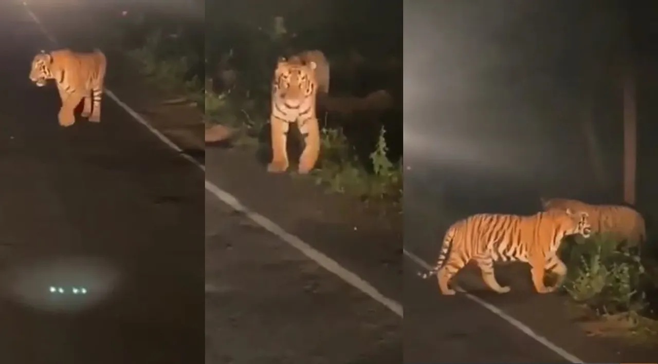 viral video, trending viral video, viral videos, tiger viral videos
