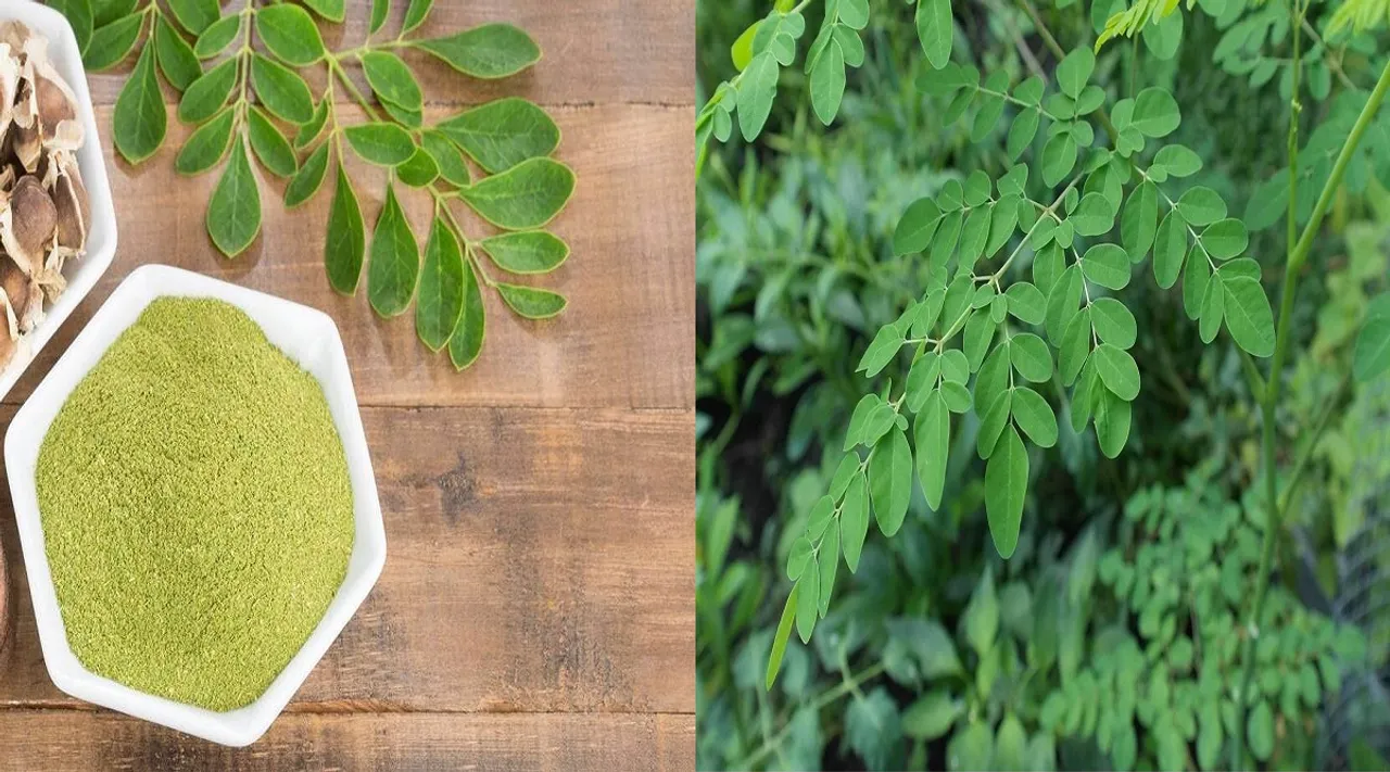 முருங்கைக் கீரையை இப்படியும் சாப்பிடலாமா? சுவையான சூப்பர் இட்லிப் பொடி...