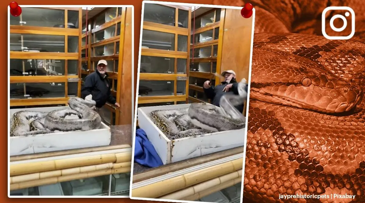 California zookeeper attacked by Python video reactions Tamil News