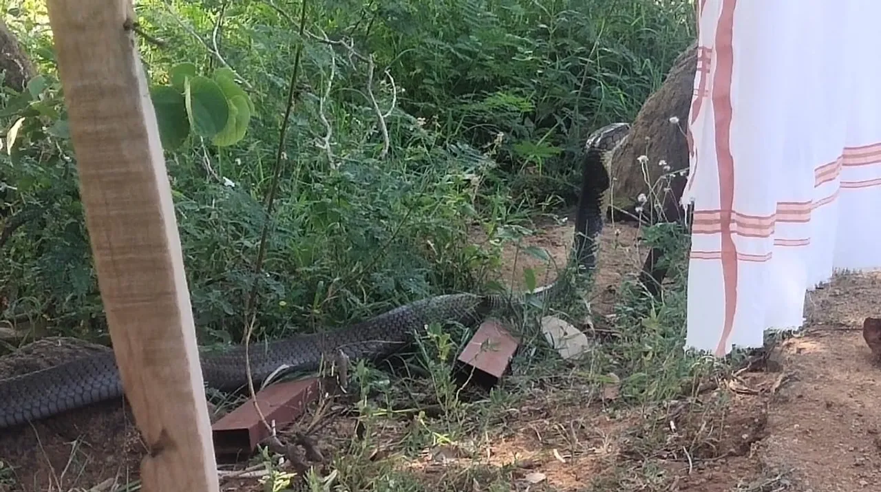 King cobra, viral video, trending viral video, snakes viral video