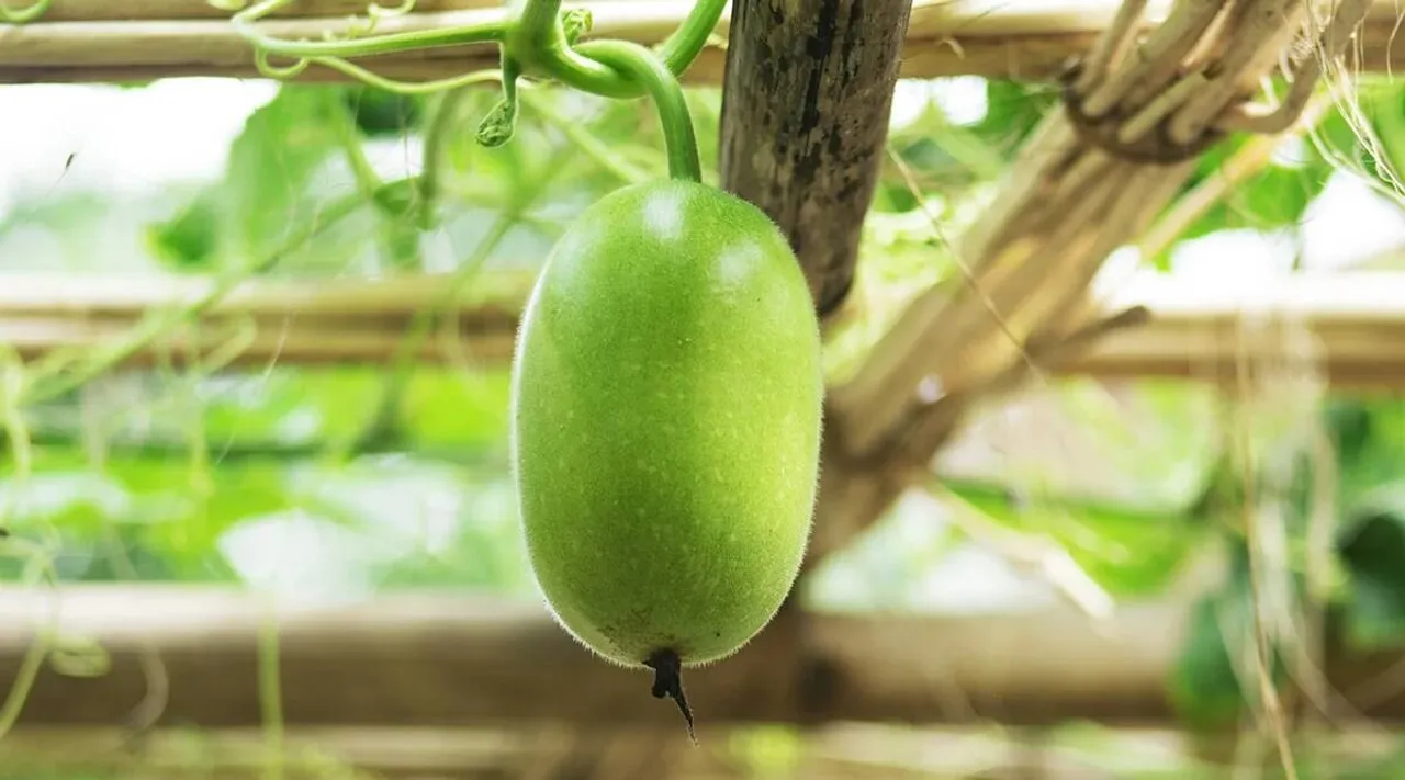 இம்யூனிட்டி, எடை குறைப்பு… பூசணிக்காயில் இவ்ளோ பலன்களா?