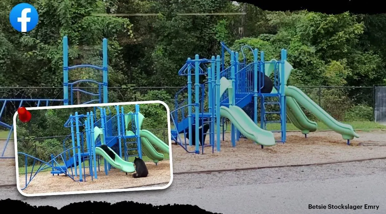 Bear viral video, trending viral videos, bear videos