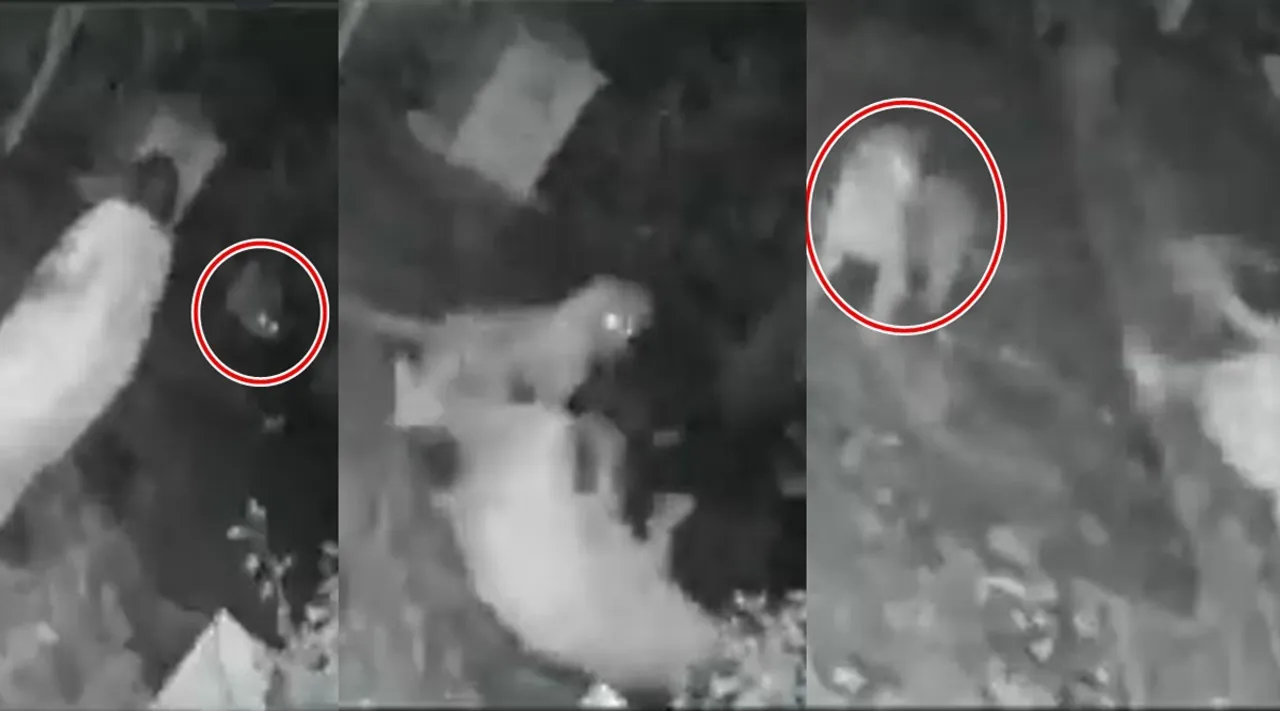 leopard attack, mumbai woman, narrow escape