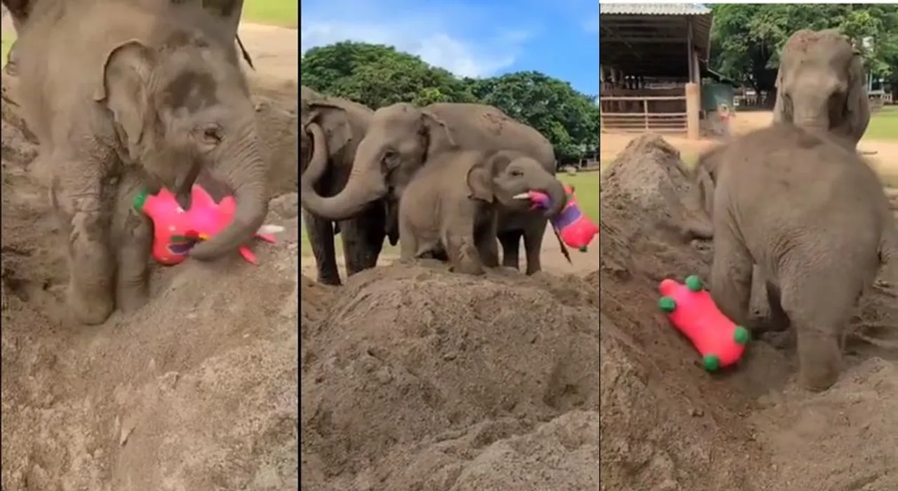 viral video, trending viral video, elephant viral videos