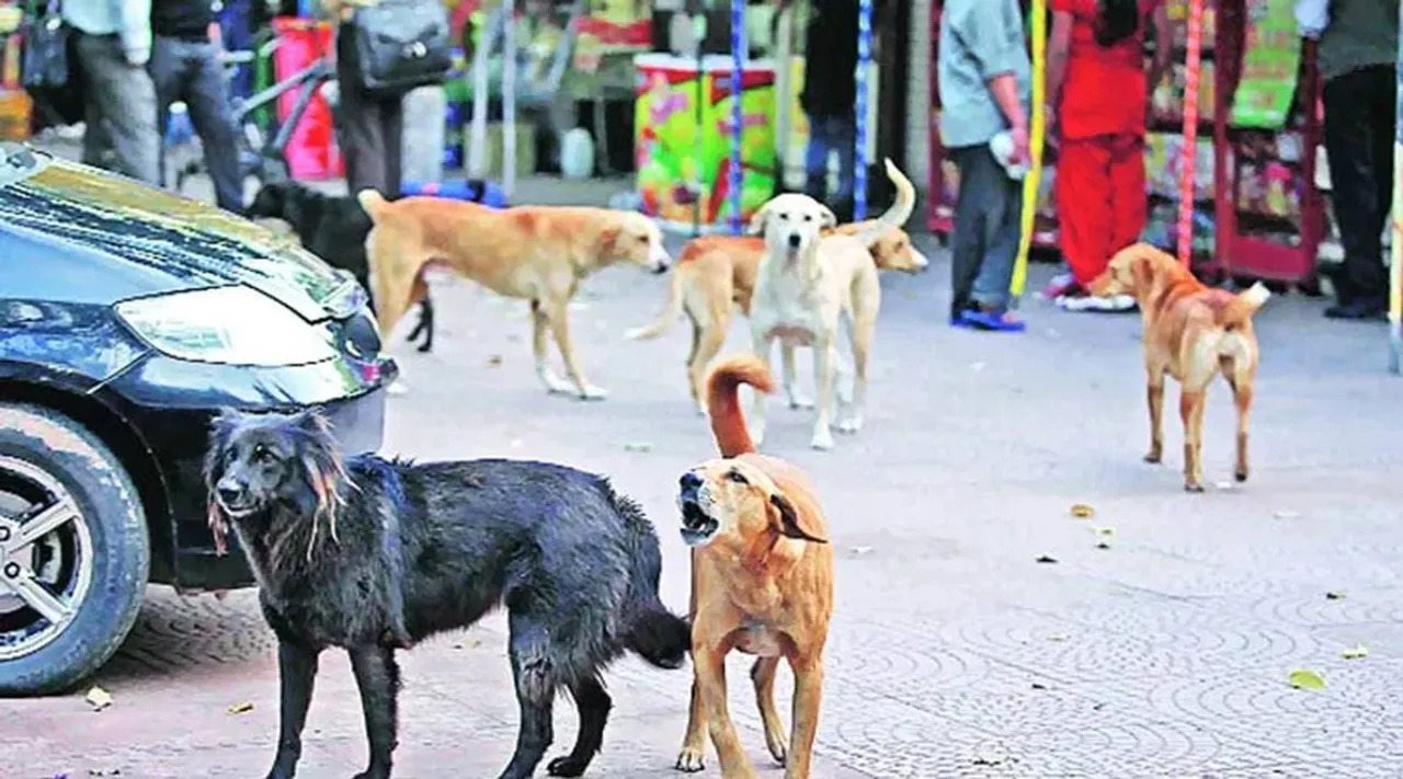 வெட்டப்பட்ட குழந்தை தலையுடன் சாலையில் சுற்றிய தெரு நாய் : மதுரையில் பரபரப்பு