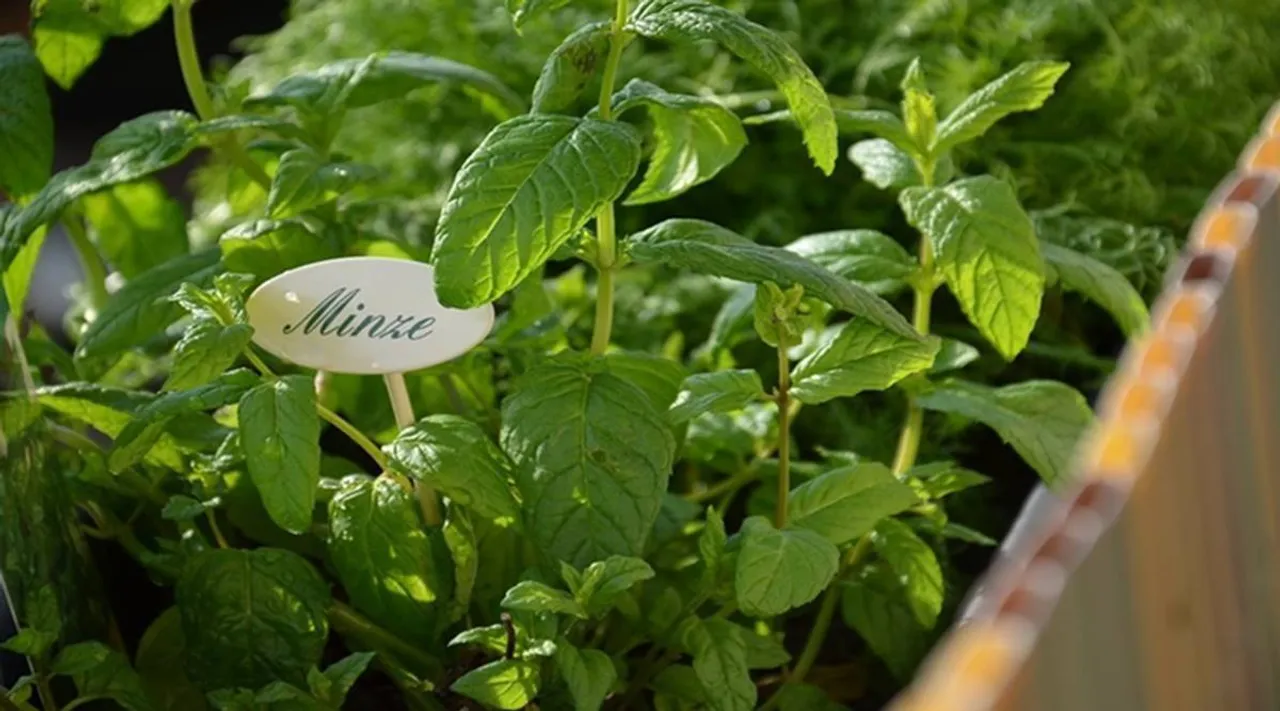 Tamil Health tips: How to make Mint Tea in tamil