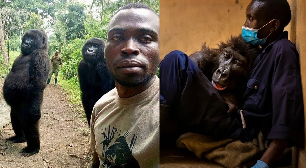 Virunga National park, Mountain Gorilla