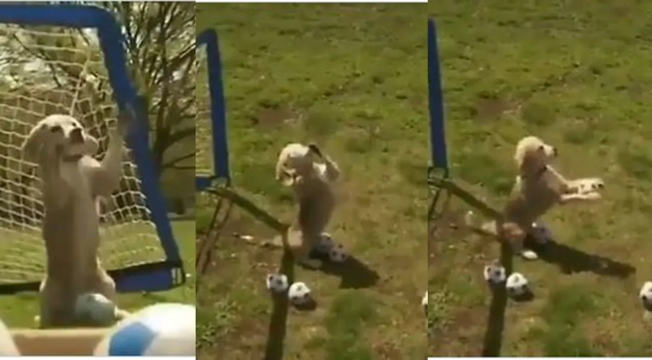 dog viral video, viral videos, dog videos