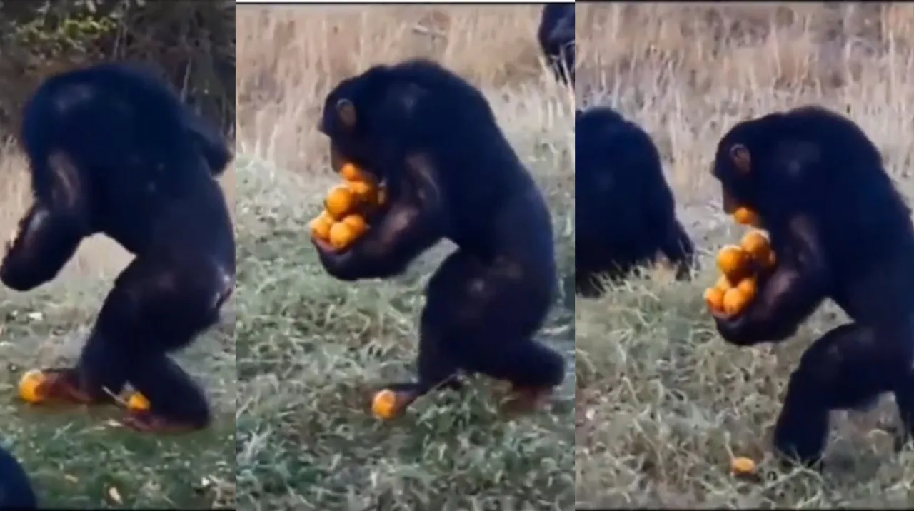 monkey viral video, trending video
