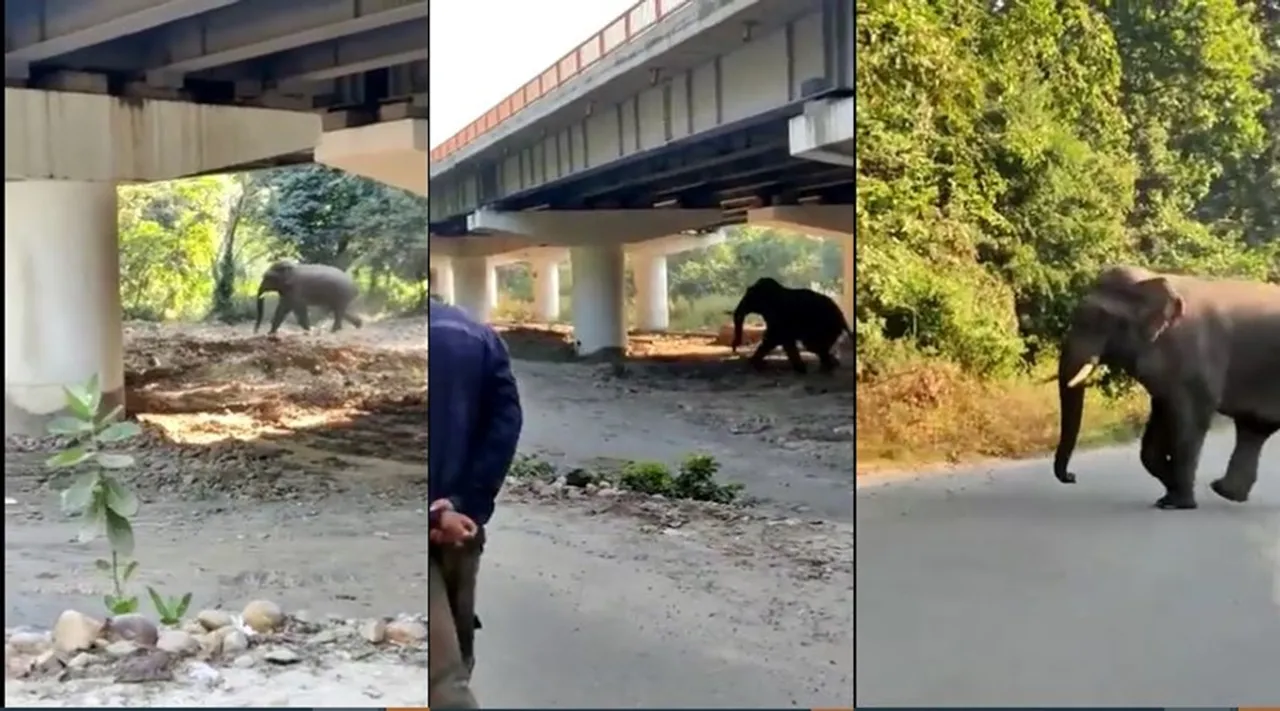 யானை அறிவாளிங்க! சொன்னா யாரு கேக்குறது... புதுசா கட்டுன பாலத்தால நிம்மதி அடையும் வனவிலங்குகள்!
