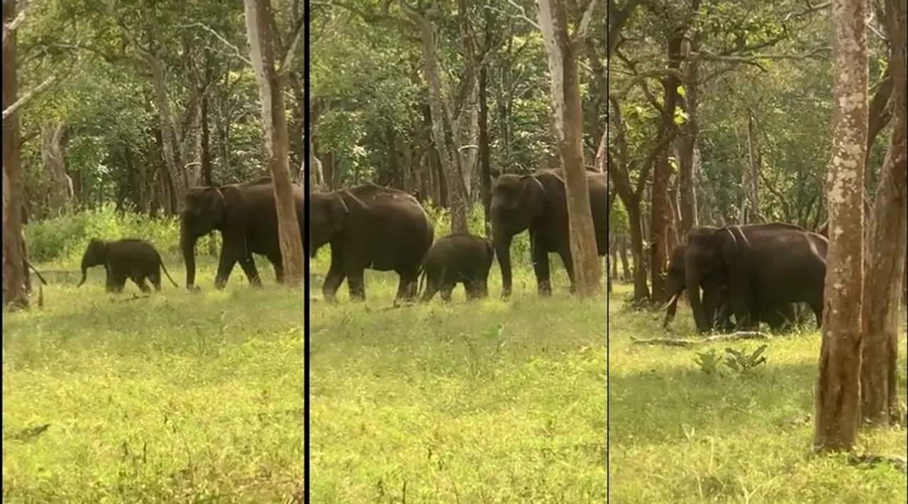 Viral video, elephants videos, mudumalai,