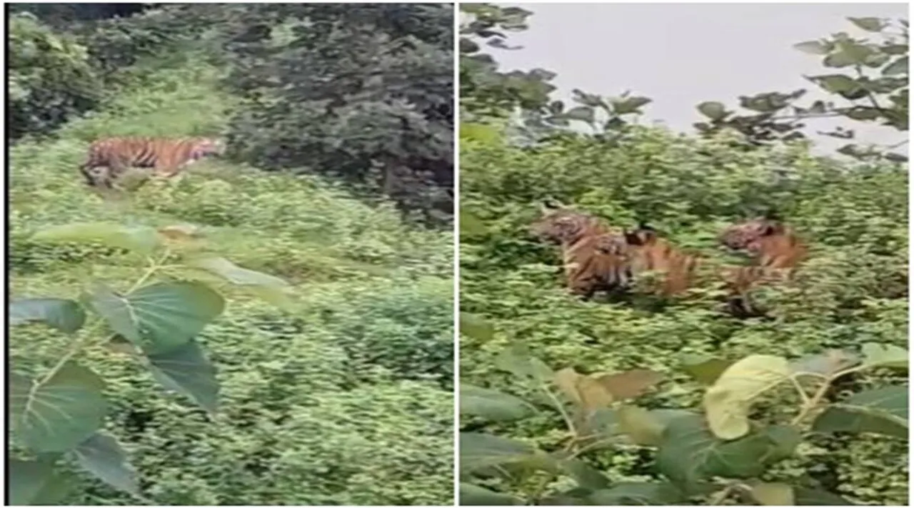 அம்மான்னா அப்படித்தான்... புலி, மனுஷன் அப்டியெல்லாம் ஒரு வித்தியாசமும் இல்ல!