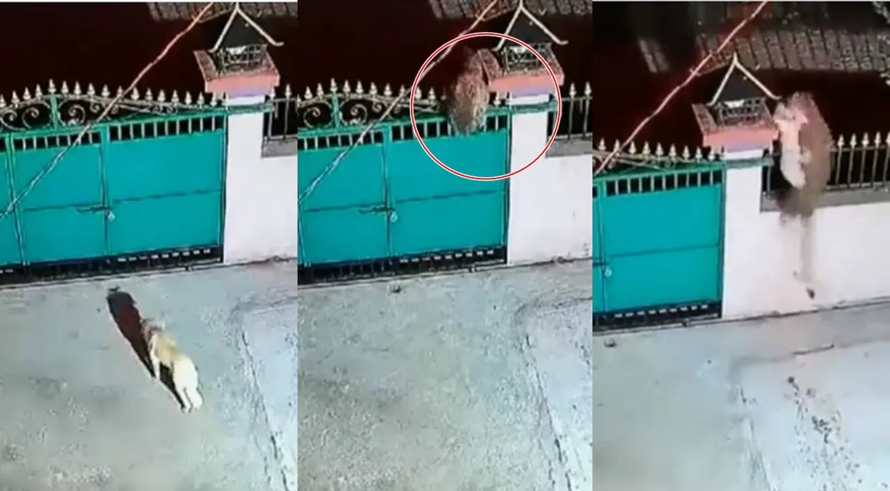 Leopard viral video, trending viral video, leopards video