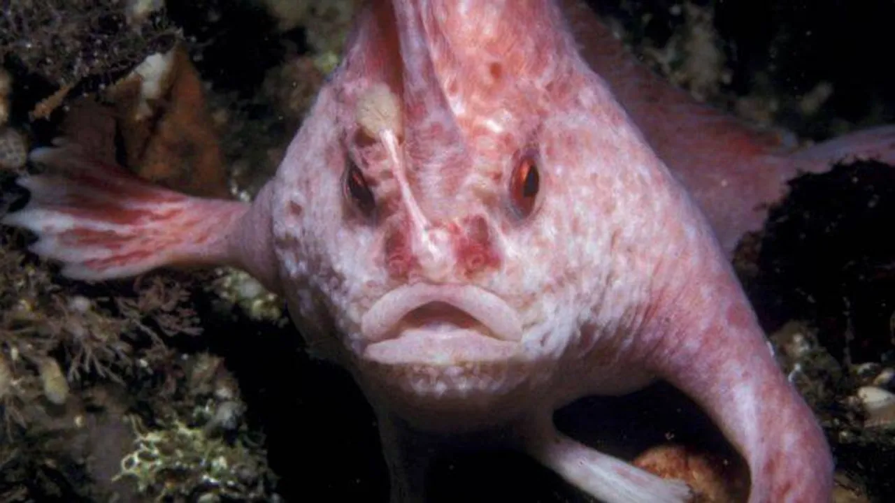 Rate Hand walking fish