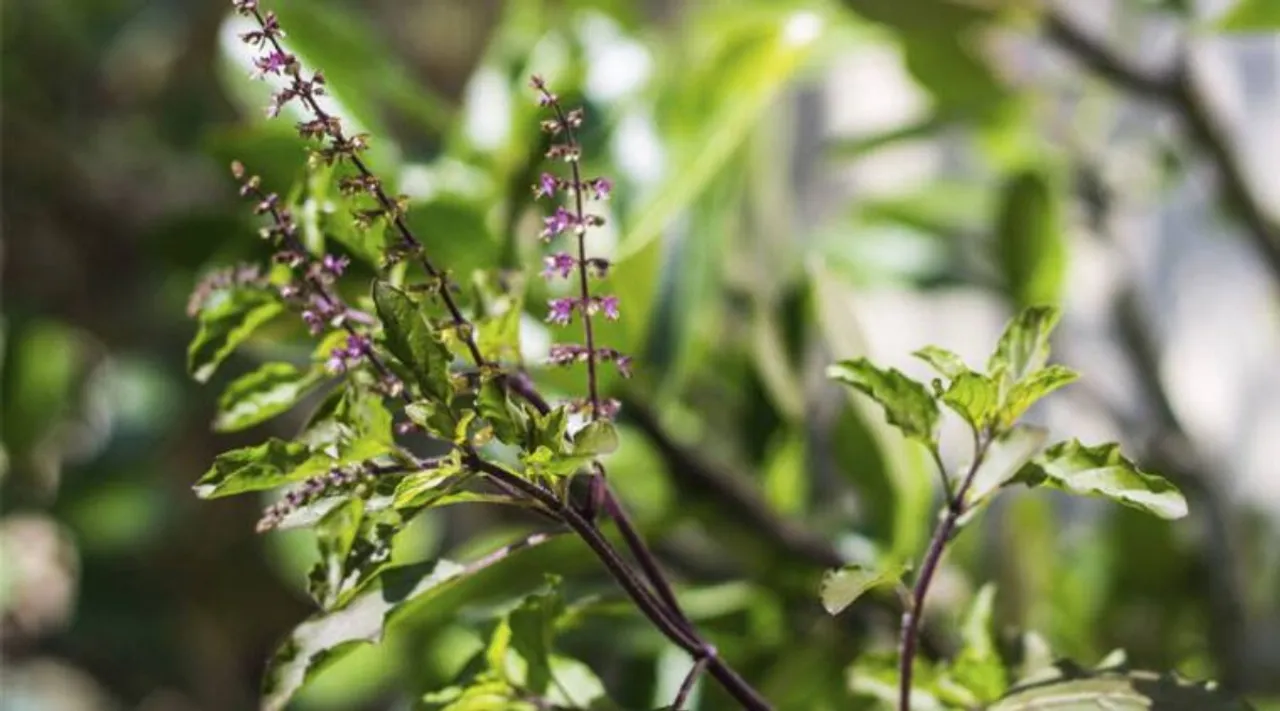 Tulsi leaves for diabetes how to use basil to manage blood sugar levels Tamil News