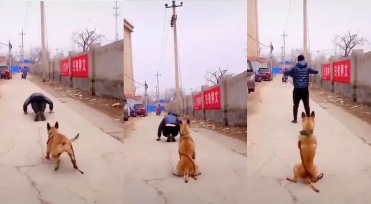 Viral video, trending viral video, dog videos,